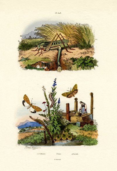 Fall Webworm Moth, 1833-39 af French School